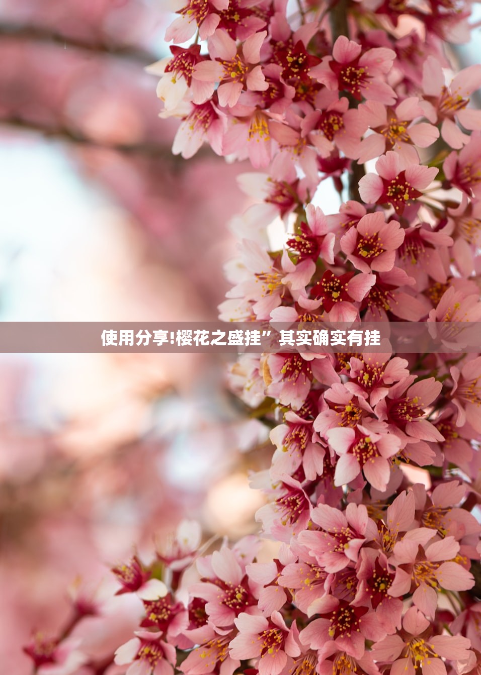使用分享!樱花之盛挂	”其实确实有挂