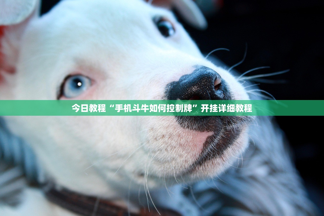 2026首发科技“四方麻将有挂吗”详细分享装挂步骤