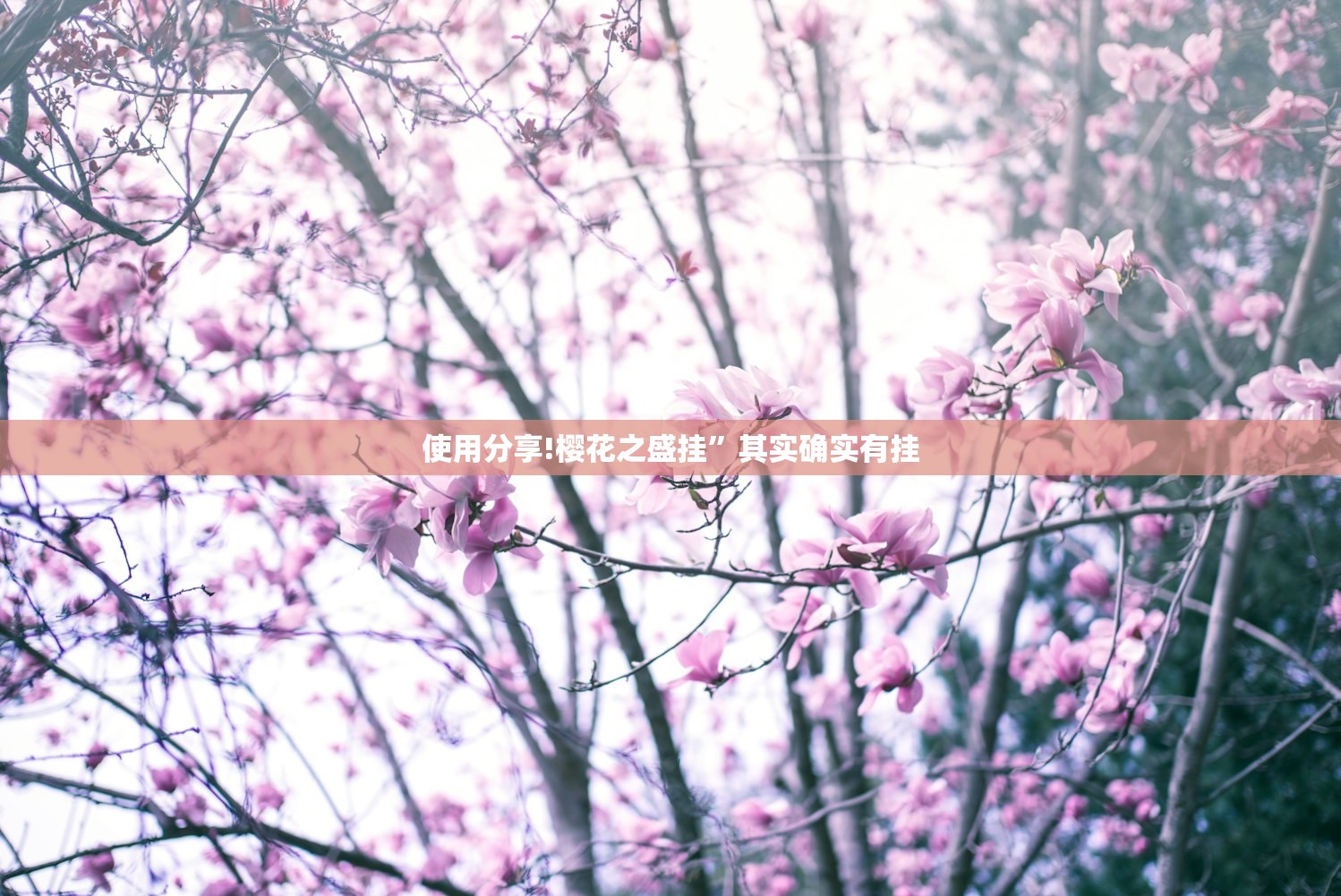 使用分享!樱花之盛挂”其实确实有挂