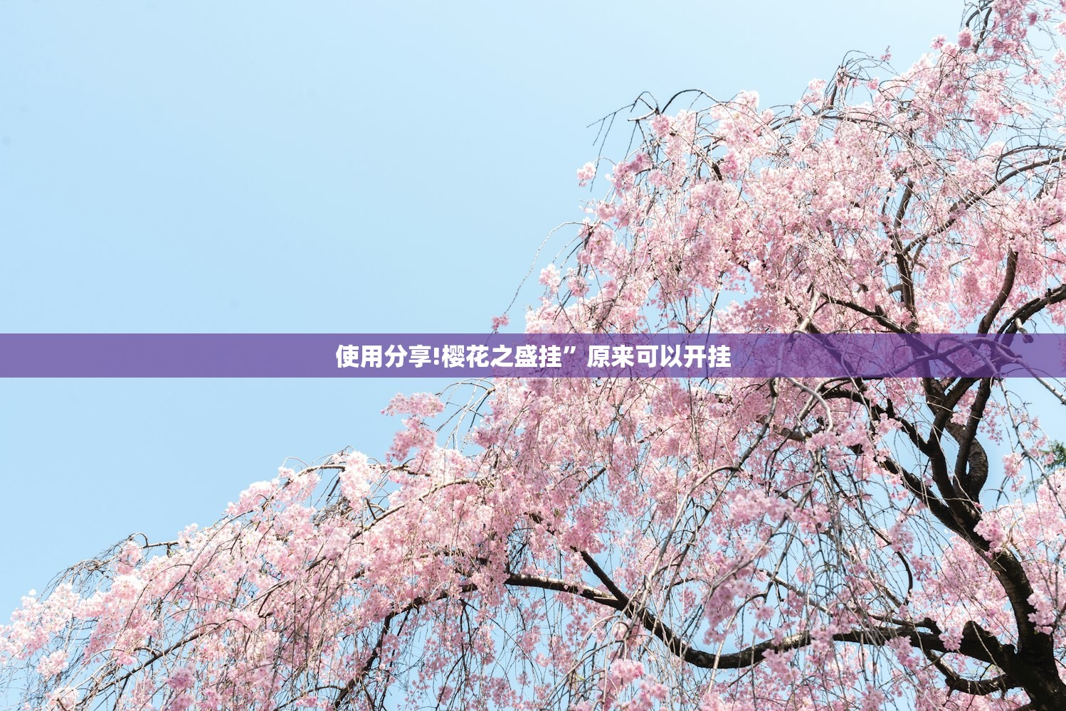 使用分享!樱花之盛挂”原来可以开挂