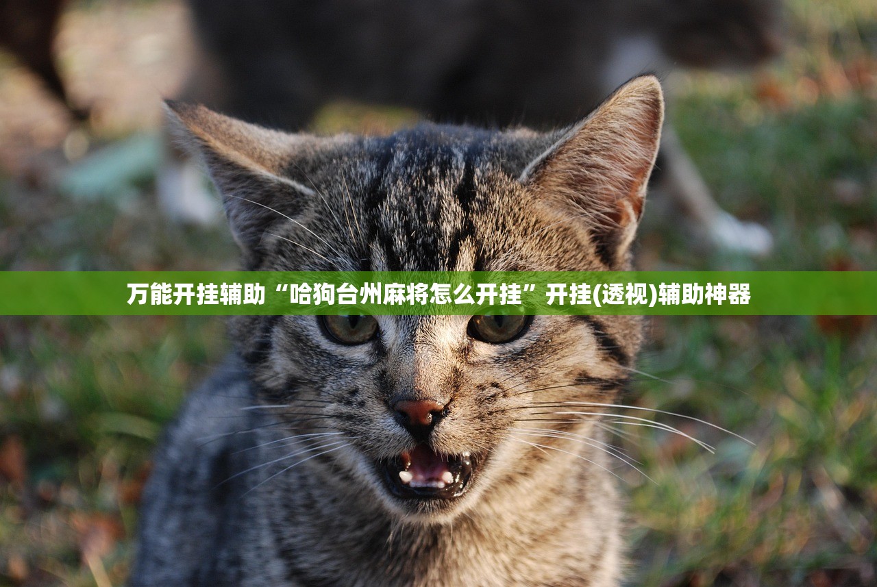 万能开挂辅助“哈狗台州麻将怎么开挂”开挂(透视)辅助神器