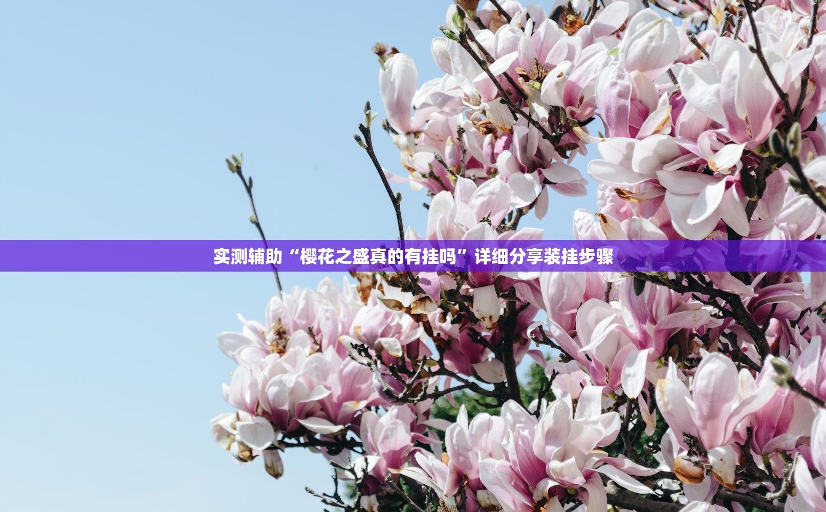 实测辅助“樱花之盛真的有挂吗	”详细分享装挂步骤