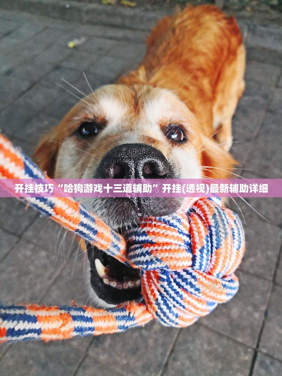 开挂技巧“哈狗游戏十三道辅助”开挂(透视)最新辅助详细
