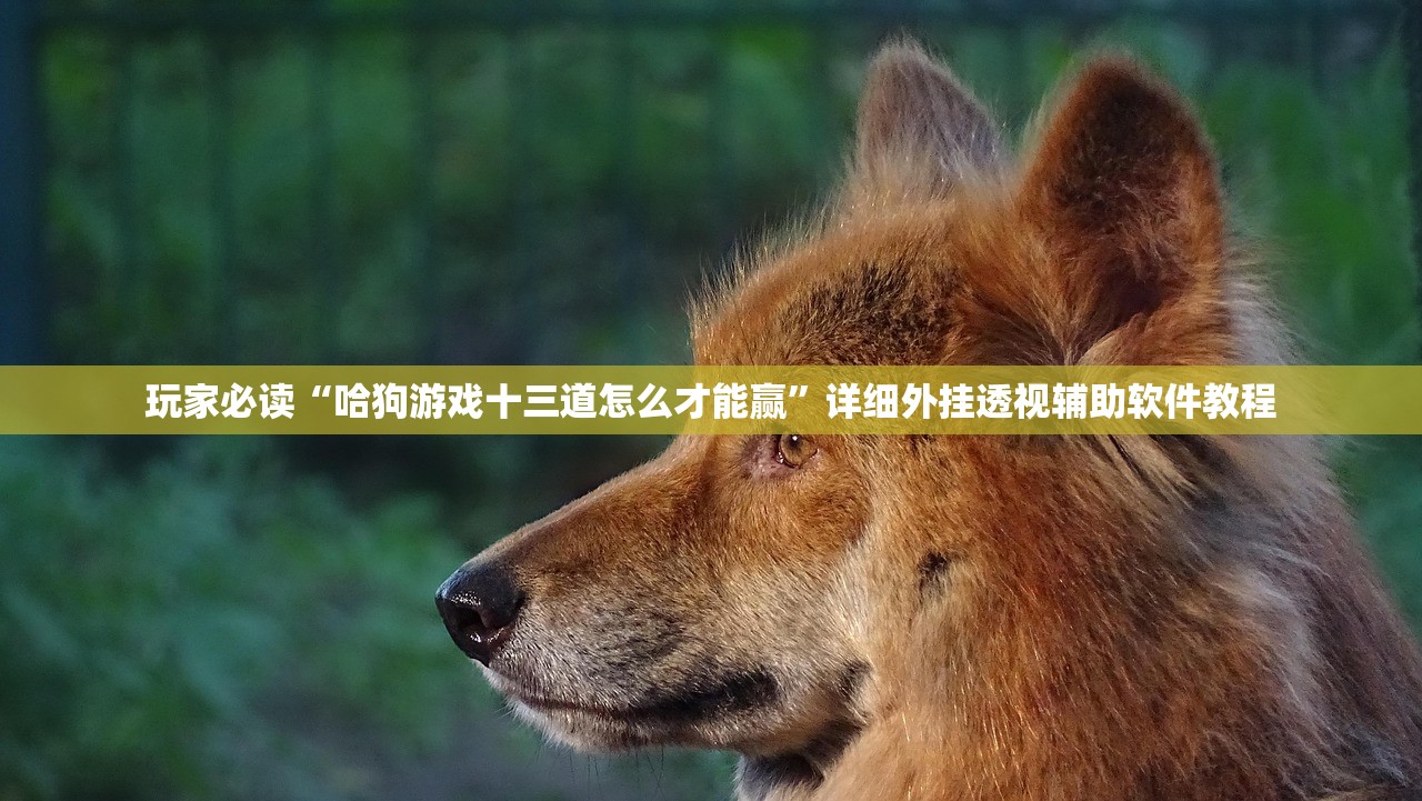 玩家必读“哈狗游戏十三道怎么才能赢”详细外挂透视辅助软件教程
