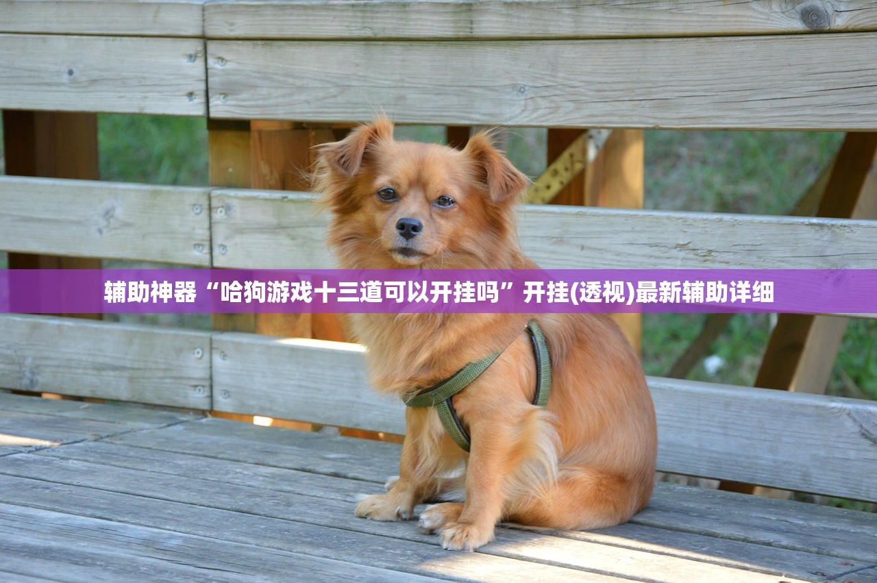 辅助神器“哈狗游戏十三道可以开挂吗”开挂(透视)最新辅助详细