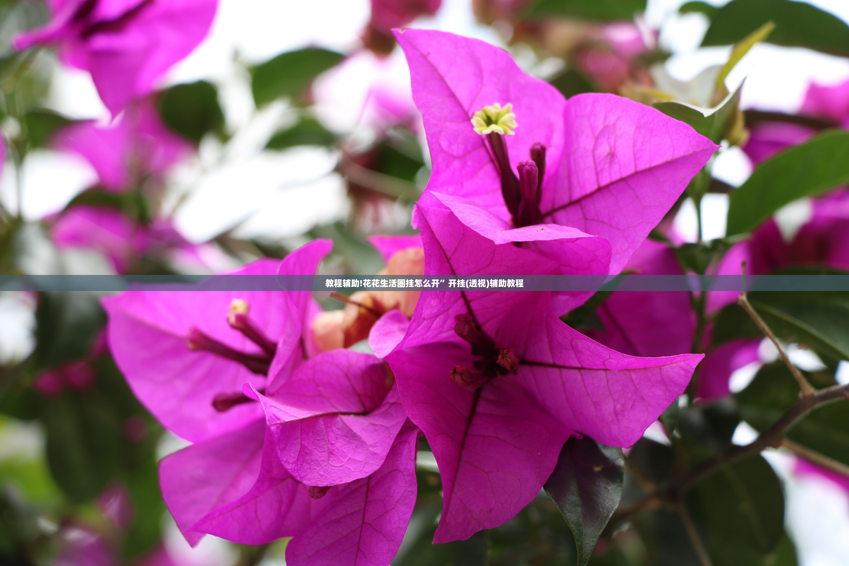 教程辅助!花花生活圈挂怎么开”开挂(透视)辅助教程
