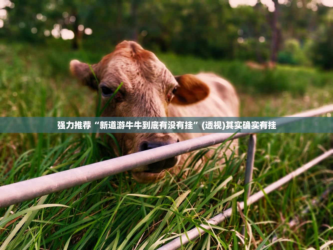 强力推荐“新道游牛牛到底有没有挂”(透视)其实确实有挂