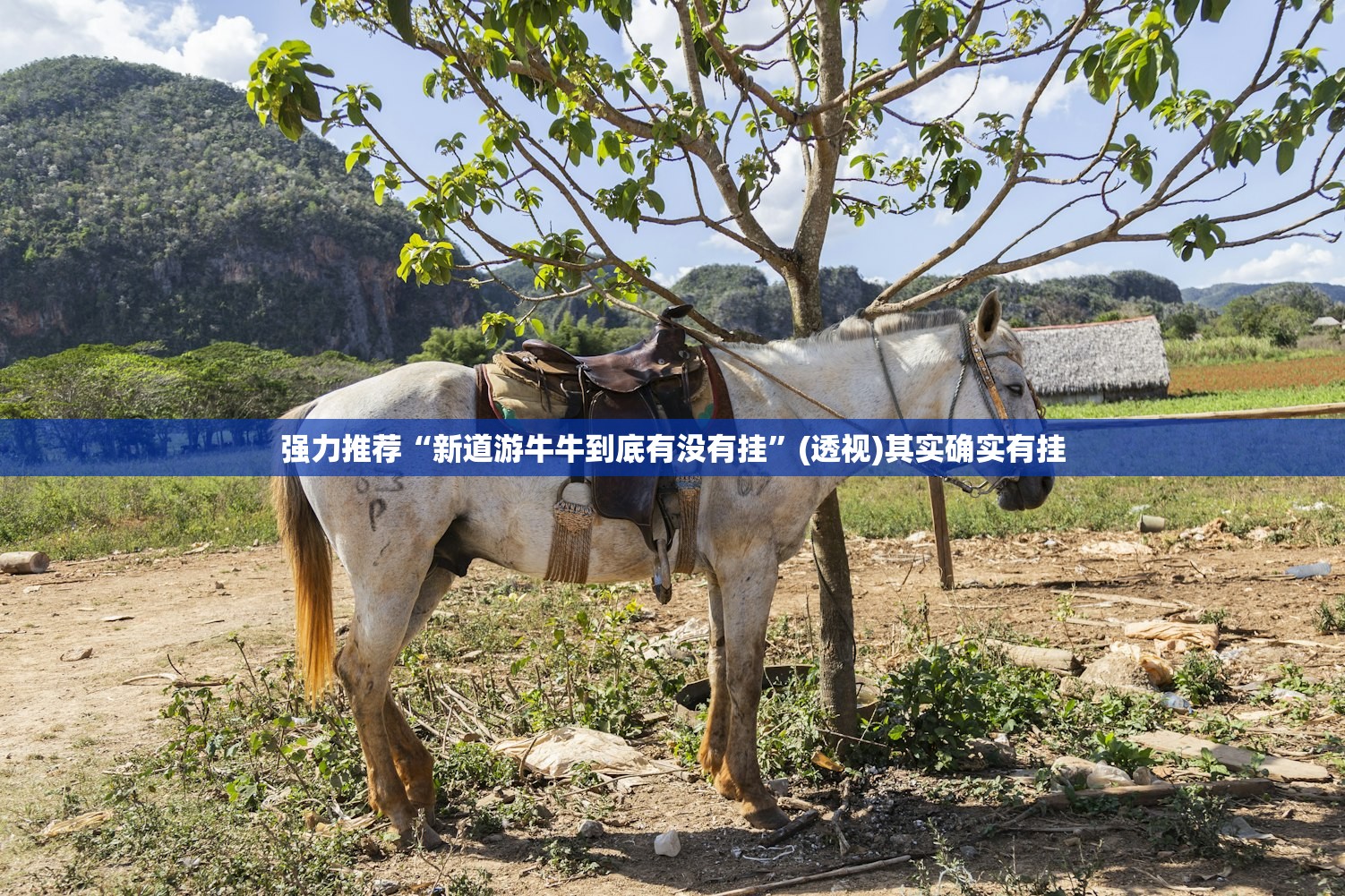 强力推荐“新道游牛牛到底有没有挂”(透视)其实确实有挂